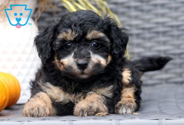 Cute black and tan Bichpoo puppy lying down on a wicker chair, showing curly fur and big round eyes, with small pumpkins in the background. image