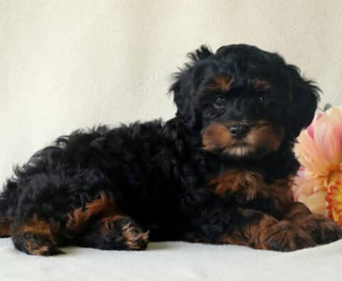 Pumpkin Cavapoo