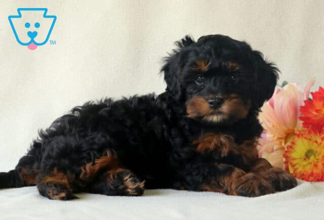 Pumpkin Cavapoo image