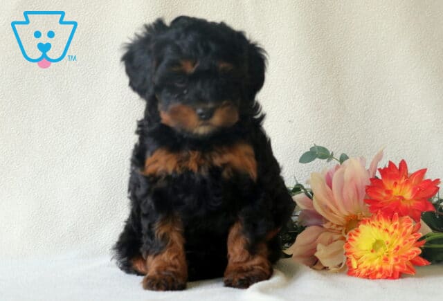 Pumpkin Cavapoo2 image