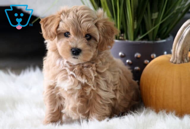 Pumpkin Maltipoo image