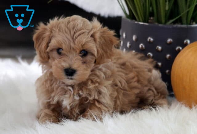 Pumpkin Maltipoo2 image