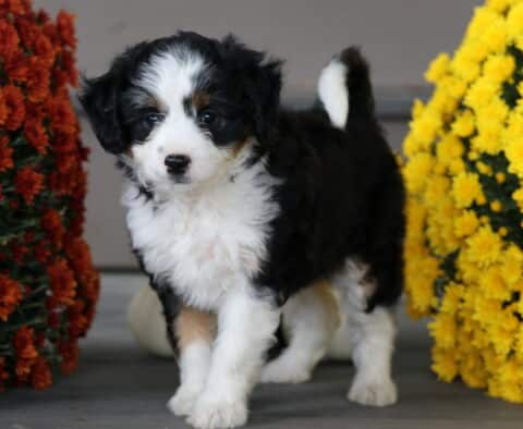 Adorable Mini Aussiedoodle puppy with a fluffy black, white, and tan tri-color coat standing between bright yellow and orange mums, looking curious and friendly.