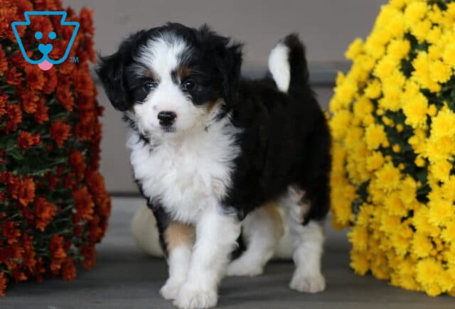 Adorable Mini Aussiedoodle puppy with a fluffy black, white, and tan tri-color coat standing between bright yellow and orange mums, looking curious and friendly. image