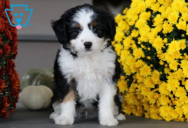Mini Aussiedoodle puppy with a soft black, white, and tan coat sitting between yellow and orange mums, looking sweet and calm with a gentle expression. image