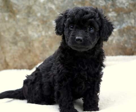Small Toy Labradoodle puppy with soft black curly fur sitting on a white blanket, looking up sweetly with shiny dark eyes and a gentle expression.