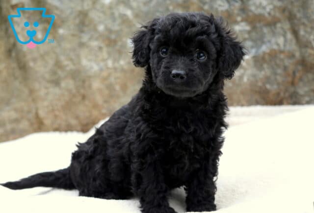 Small Toy Labradoodle puppy with soft black curly fur sitting on a white blanket, looking up sweetly with shiny dark eyes and a gentle expression. image