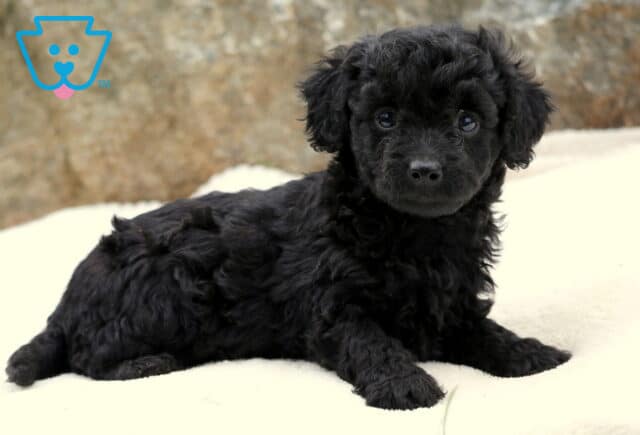 Sweet Toy Labradoodle puppy with a shiny black curly coat lying on a cream blanket, looking up with big soulful eyes and an affectionate expression. image