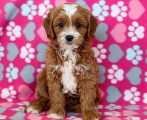 Purdy Cavapoo Purdy Cavapoo