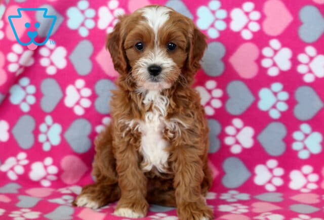 Adorable Cavapoo puppy with a soft, wavy apricot coat and white chest sitting on a pink heart and paw print blanket, looking curious and gentle. image