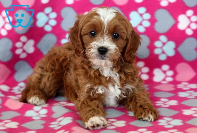 Sweet Cavapoo puppy with a wavy reddish-brown coat and white chest lying on a pink blanket decorated with hearts and paw prints, looking calm and affectionate. image