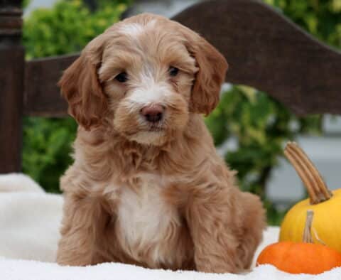 Rain Mini Goldendoodle