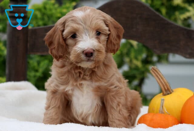 Rain Mini Goldendoodle image