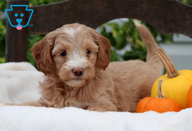 Rain Mini Goldendoodle2 image