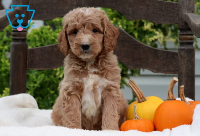 Ranger Mini Goldendoodle image
