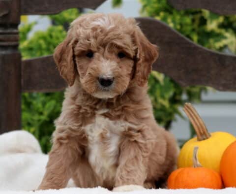Ranger Mini Goldendoodle2