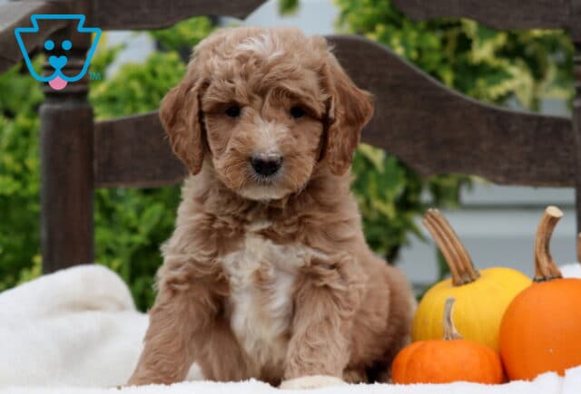 Ranger Mini Goldendoodle2 image