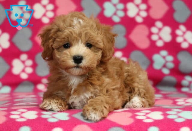 Raven Bichpoo image