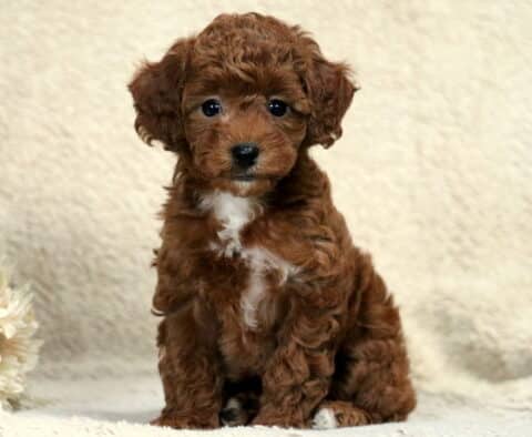 Raven Mini Poodle Raven Mini Poodle