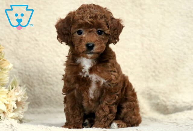 Raven Mini Poodle image