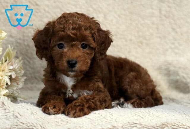 Raven Mini Poodle2 image