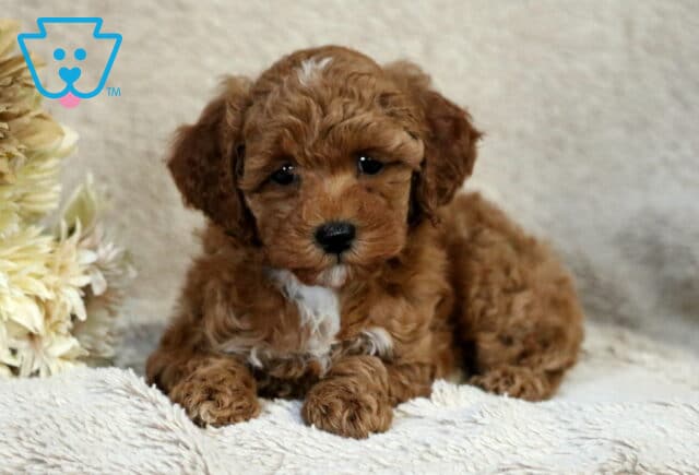 Rayna Mini Poodle image