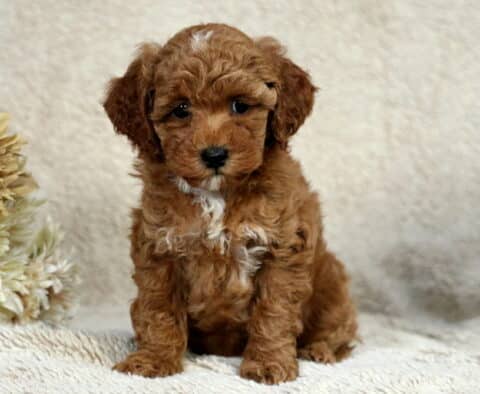 Rayna Mini Poodle2 Rayna Mini Poodle2