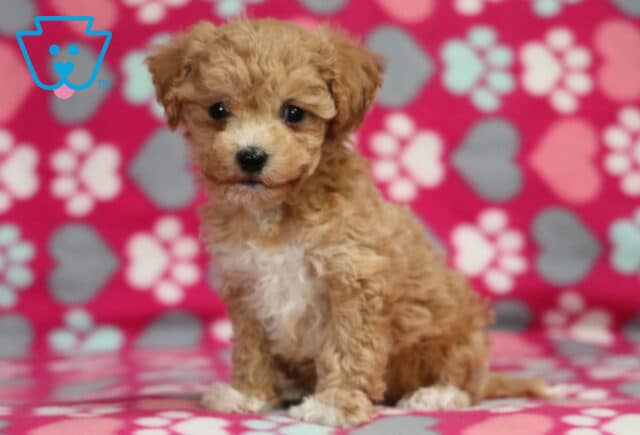 Reece Bichpoo image