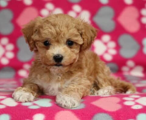 Reece Bichpoo2