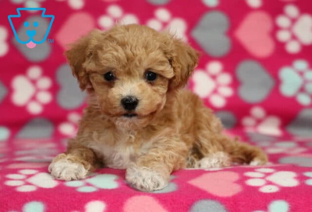 Reece Bichpoo2 image