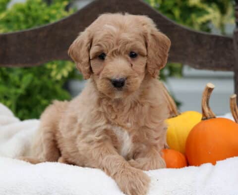 Reese Mini Goldendoodle