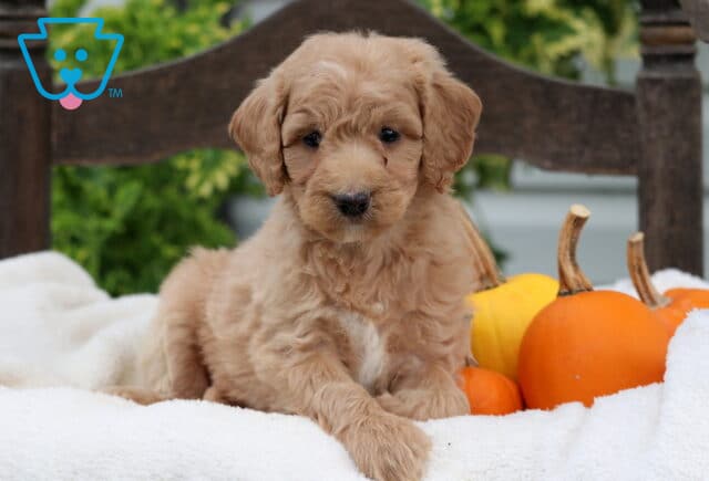 Reese Mini Goldendoodle image