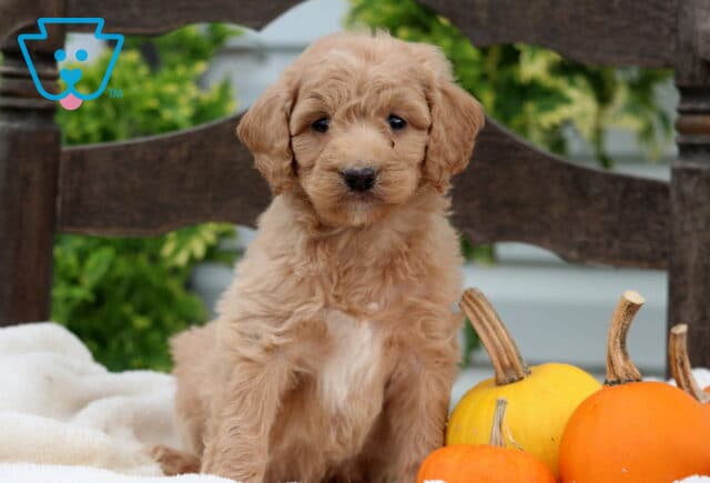 Reese Mini Goldendoodle2 image