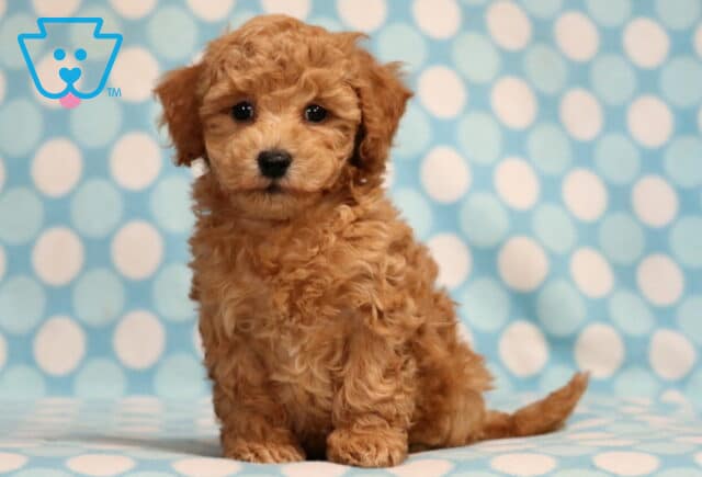 Reggie Bichpoo image