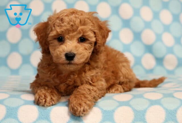 Reggie Bichpoo2 image