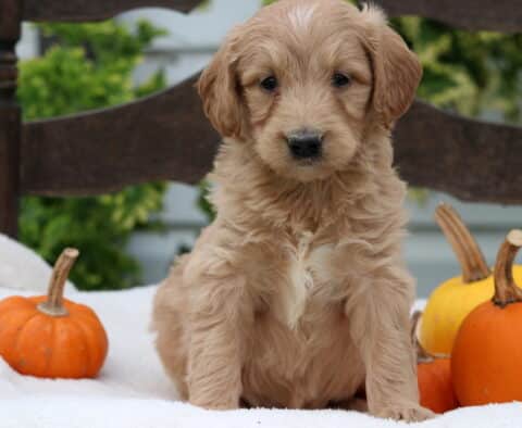 Rex Mini Goldendoodle