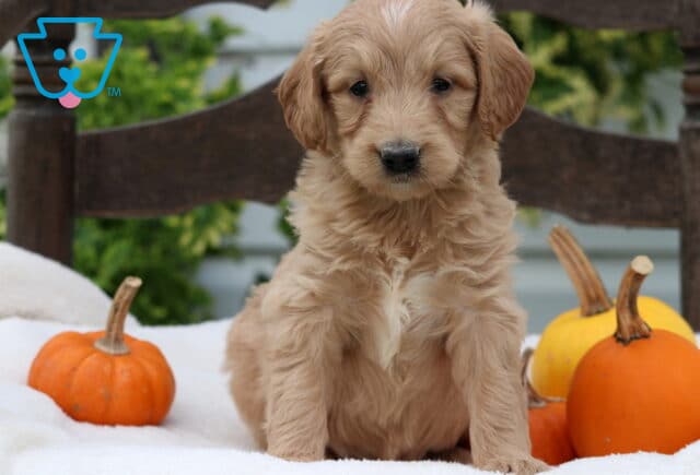 Rex Mini Goldendoodle image
