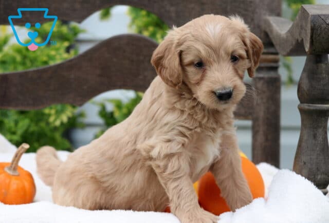 Rex Mini Goldendoodle2 image