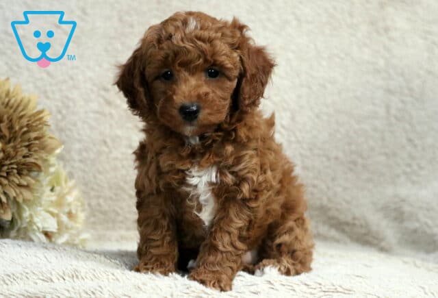 Rex Mini Poodle image