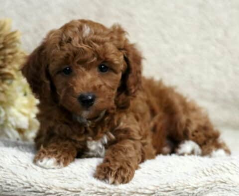 Rex Mini Poodle2 Rex Mini Poodle2