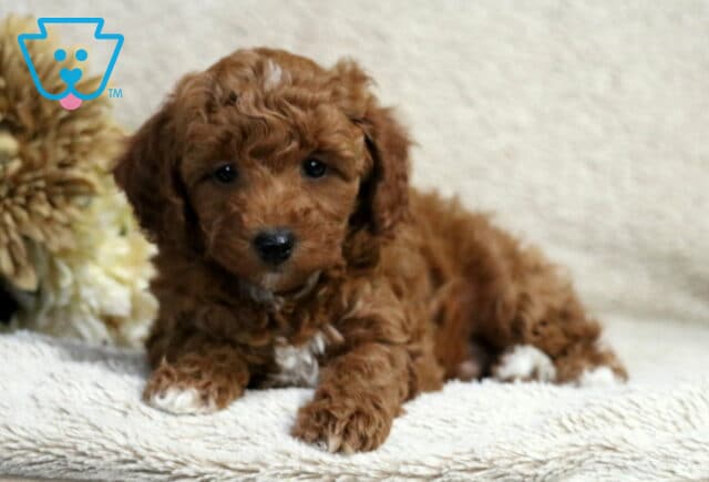 Rex Mini Poodle2 image