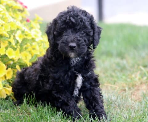 Rex Poodle Mix