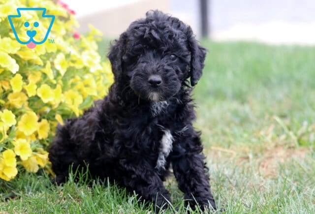 Curly black Poodle Mix puppy with a small white patch on its chest sitting on green grass beside bright yellow flowers, looking curiously at the camera. image