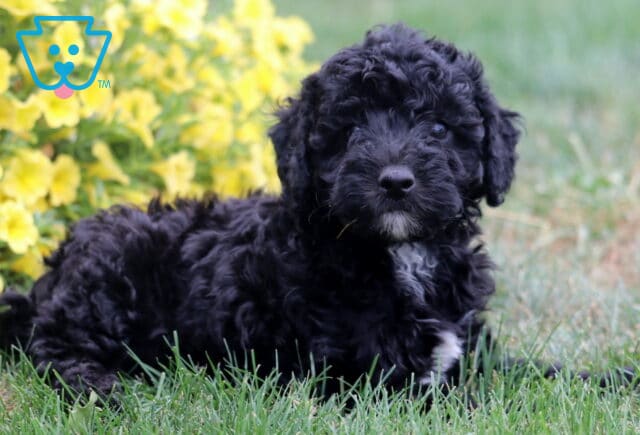 Black Poodle Mix puppy with curly fur and a small white patch on its chest lying on green grass beside bright yellow flowers, looking calmly at the camera. image