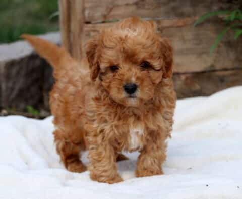 Adorable apricot Cavapoo puppy with curly fur and a small white patch on its chest standing on a soft cream blanket outdoors.