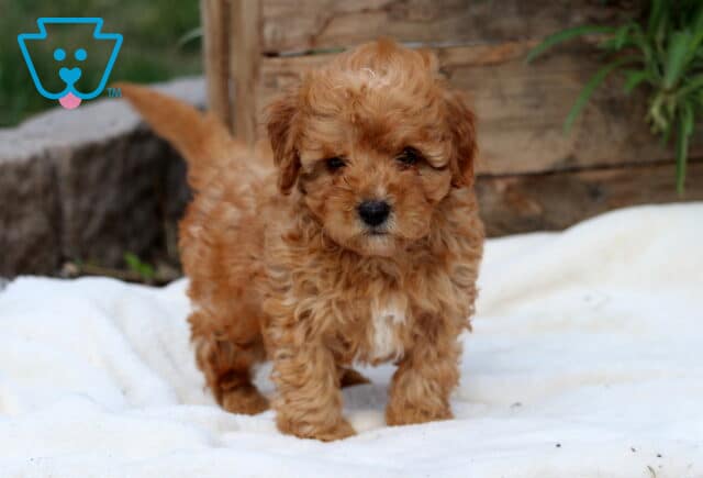 Adorable apricot Cavapoo puppy with curly fur and a small white patch on its chest standing on a soft cream blanket outdoors. image