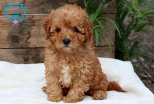 Sweet Cavapoo puppy with fluffy apricot curls and a white chest patch sitting on a soft blanket in front of a wooden backdrop. image