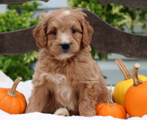 Ringo Mini Goldendoodle