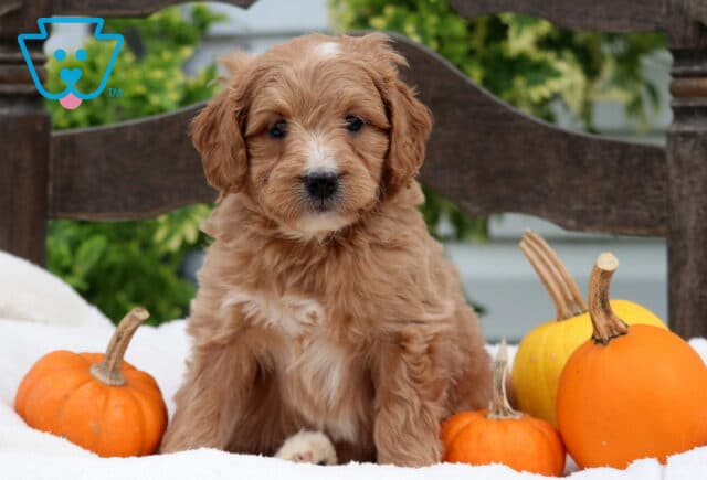 Ringo Mini Goldendoodle image