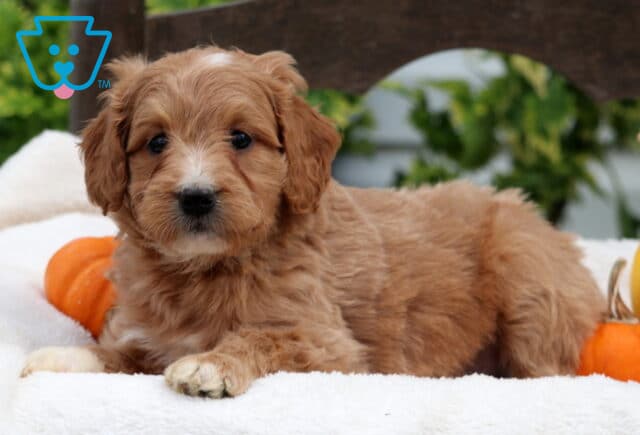 Ringo Mini Goldendoodle2 image